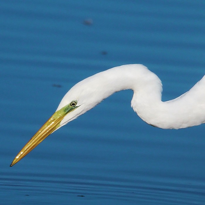 Great White Egret