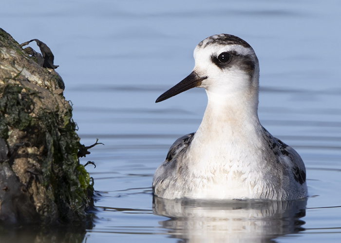 Grey Phalarope
