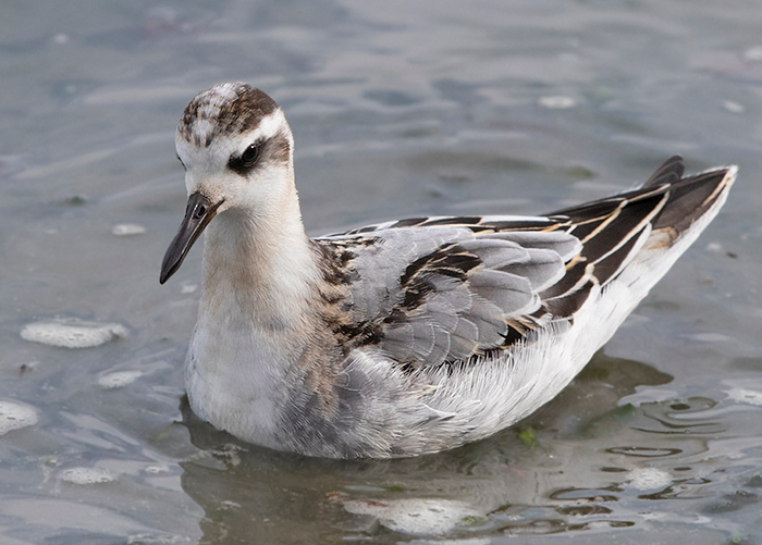 Grey Phalarope