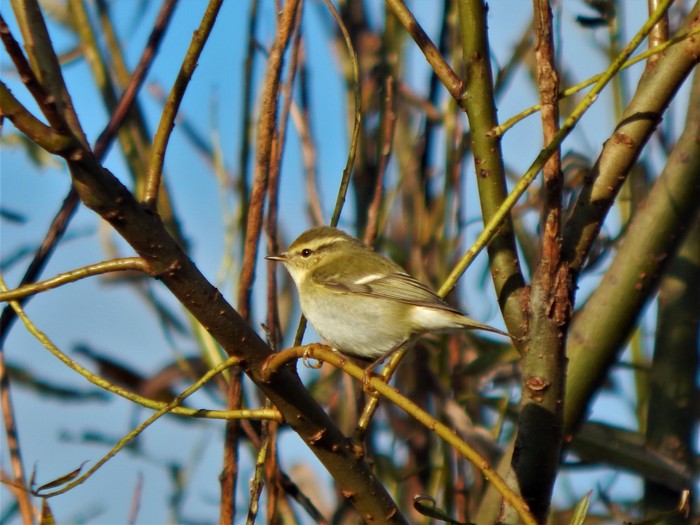 Yellow-browed Warbler