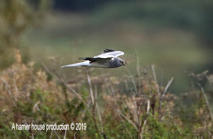 Hen Harrier