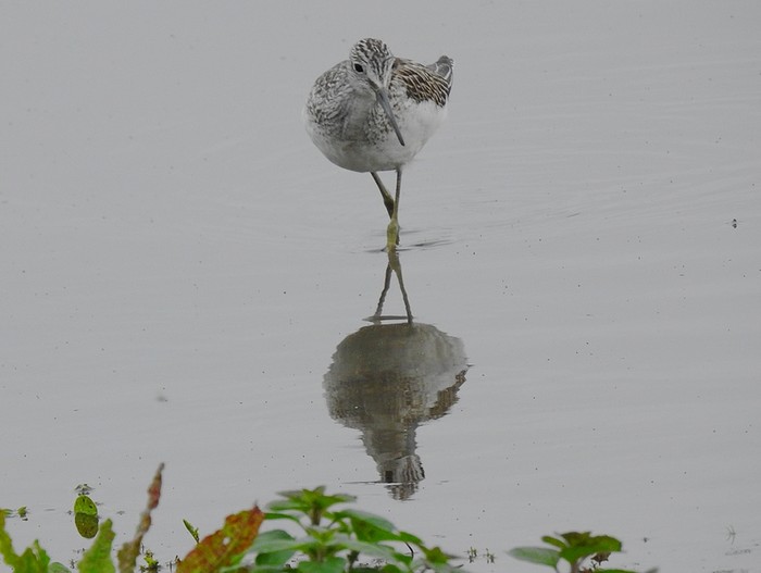 Greenshank