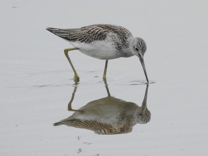 Greenshank