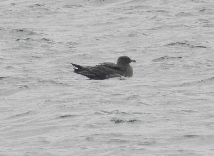 Great Skua