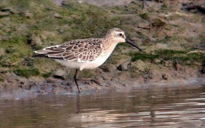 Curlew Sandpiper