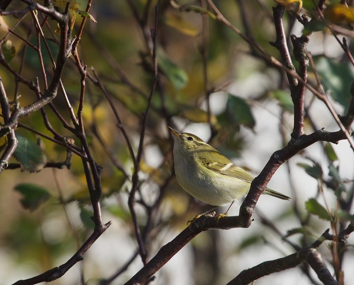Yellow-browed Warbler