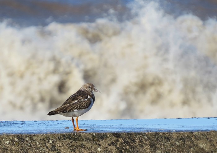 Turnstone
