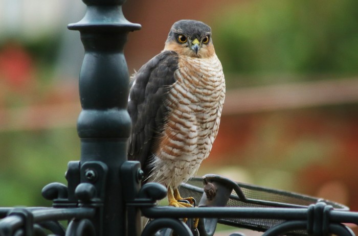 Sparrowhawk