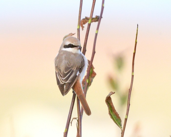 Isabelline Shrike