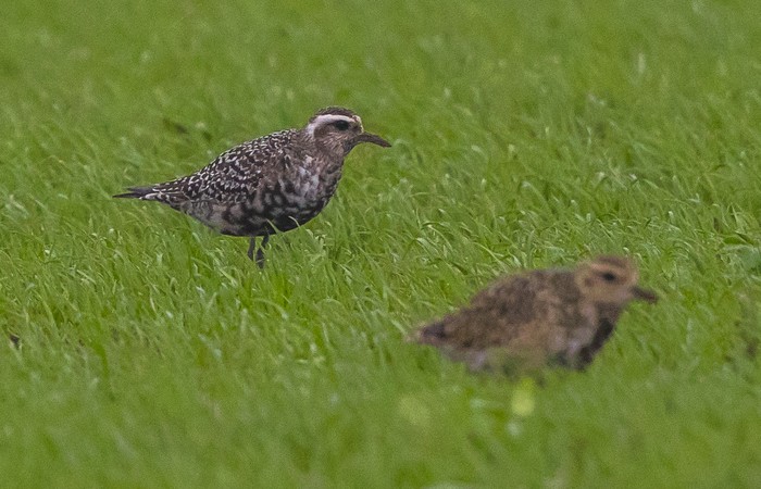 American Golden Plover