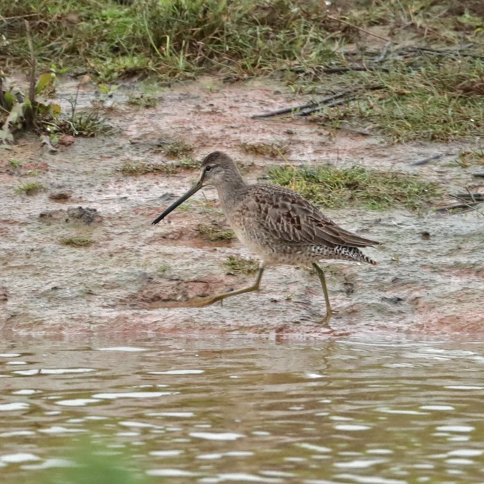 Long-billed Dowitcher