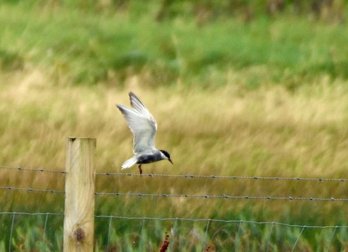 Whiskered Tern