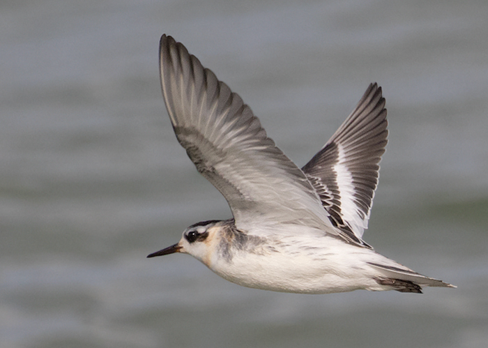 Grey Phalarope