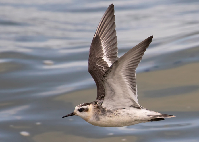 Grey Phalarope