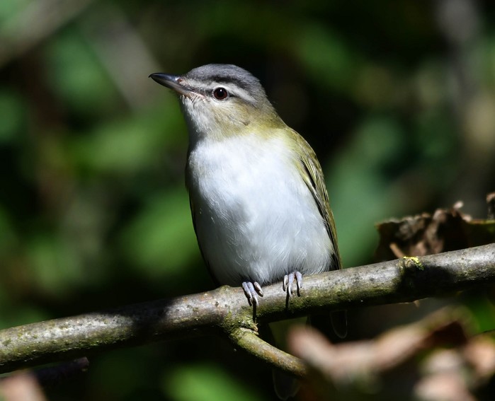 Red-eyed Vireo