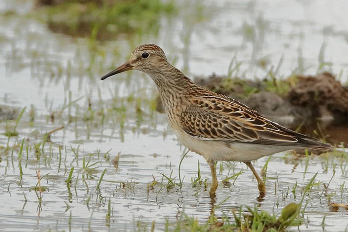 Pectoral Sandpiper