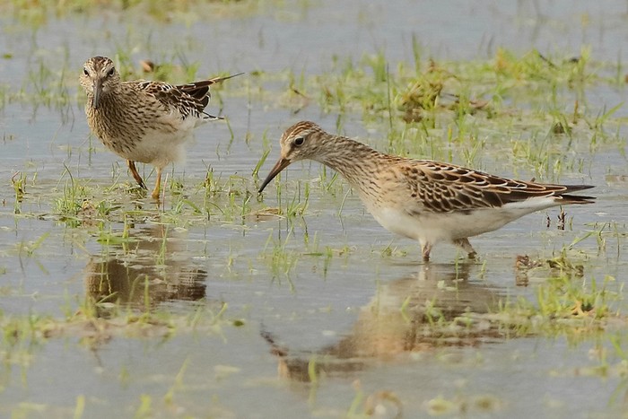 Pectoral Sandpiper
