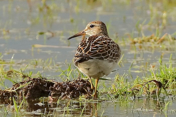 Pectoral Sandpiper