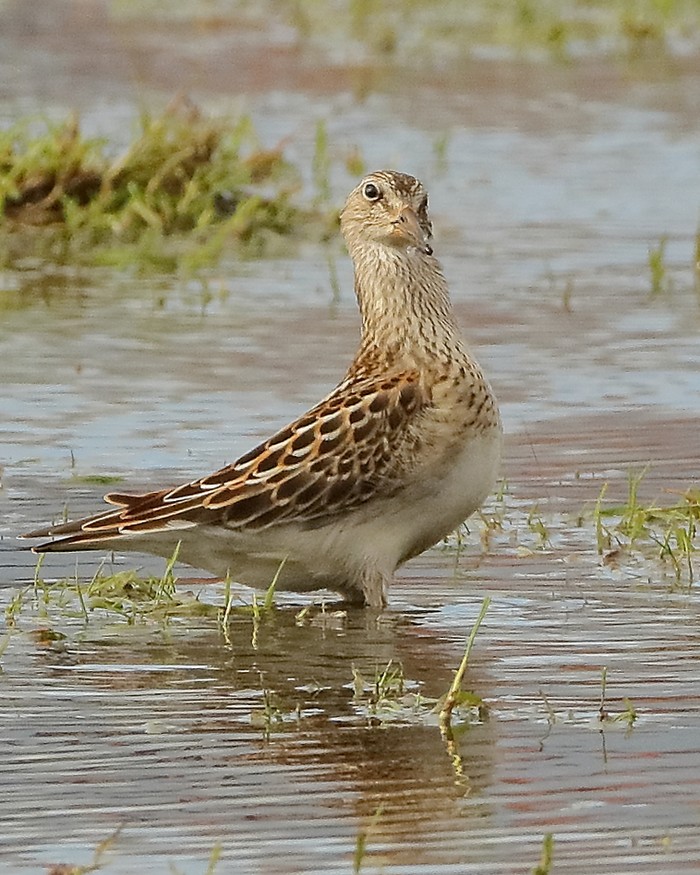 Pectoral Sandpiper