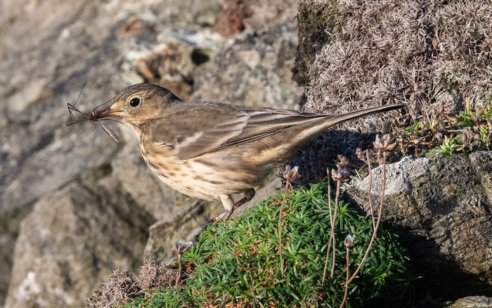 American Buff-bellied Pipit