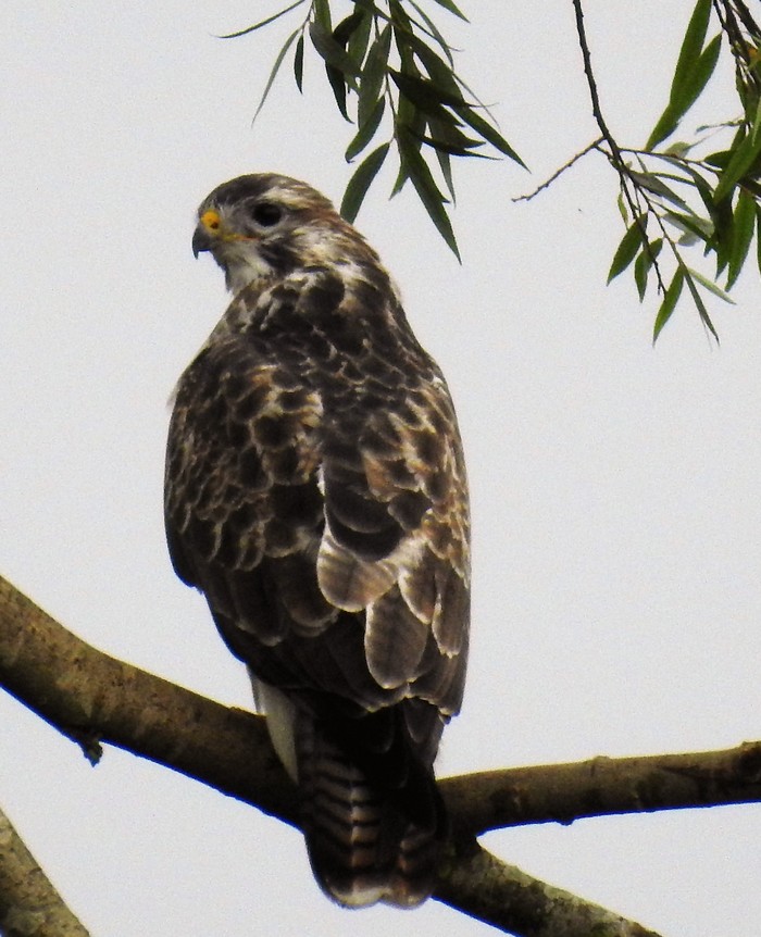 Buzzard