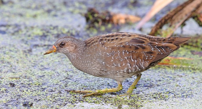 Spotted Crake