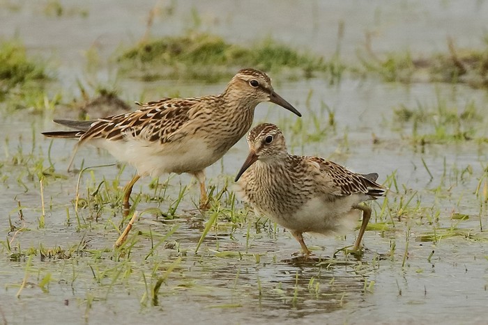Pectoral Sandpiper