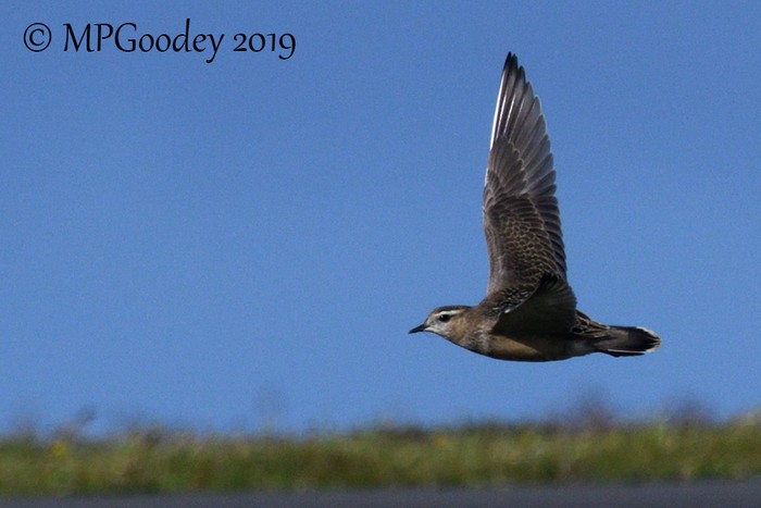 Dotterel