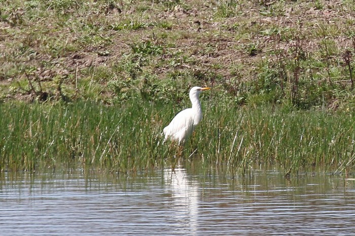 Cattle Egret