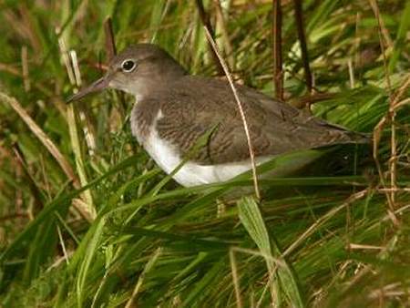 Spotted Sandpiper