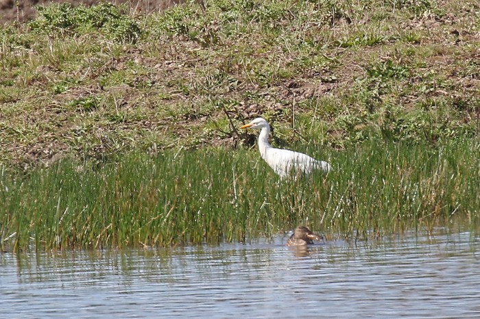 Cattle Egret