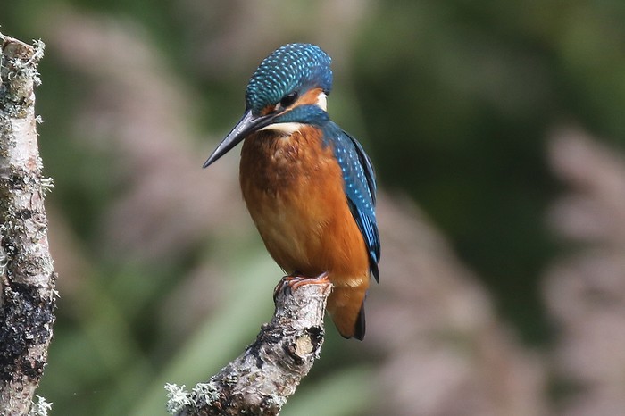 Kingfisher