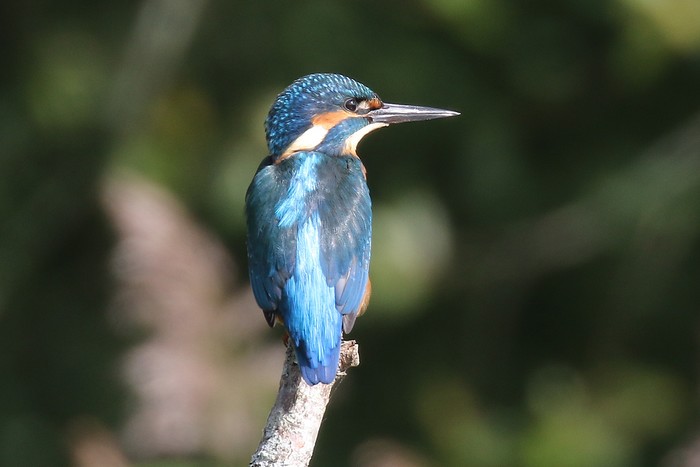 Kingfisher