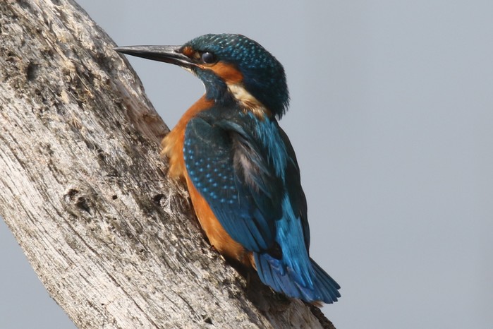 Kingfisher
