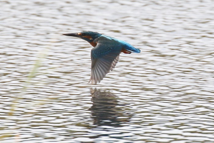 Kingfisher