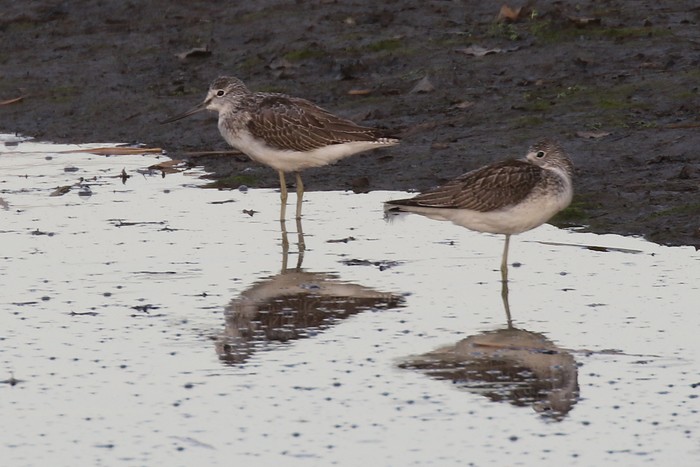 Greenshank