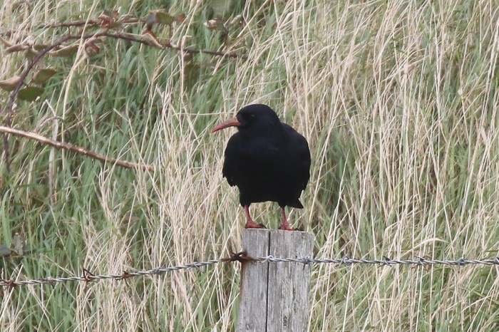 Chough