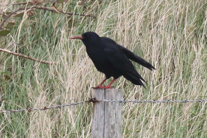 Chough