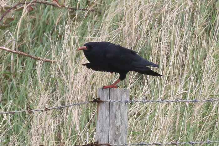 Chough