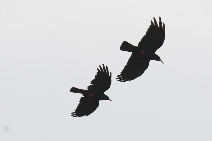 Chough