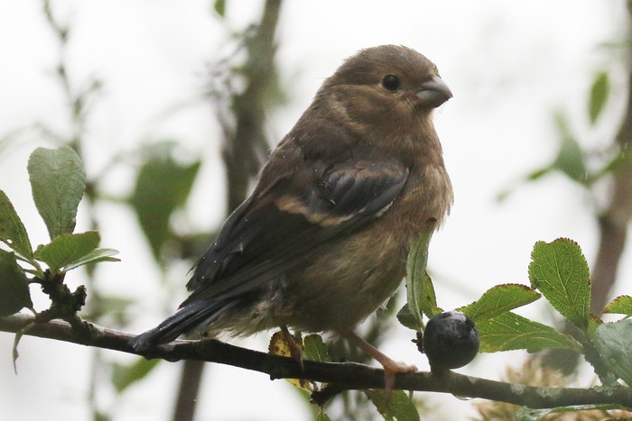 Bullfinch