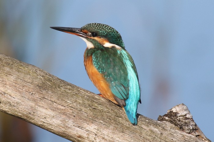 Kingfisher