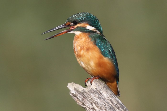 Kingfisher