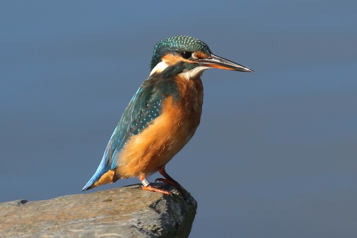 Kingfisher