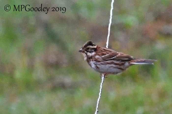 Rustic Bunting