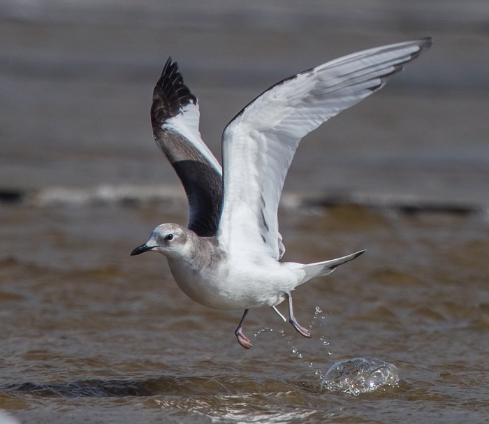 Sabine's Gull