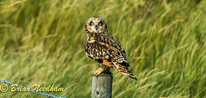 Short-eared Owl