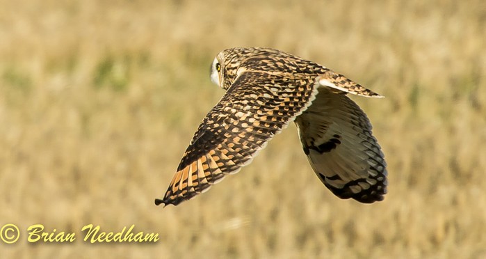 Short-eared Owl