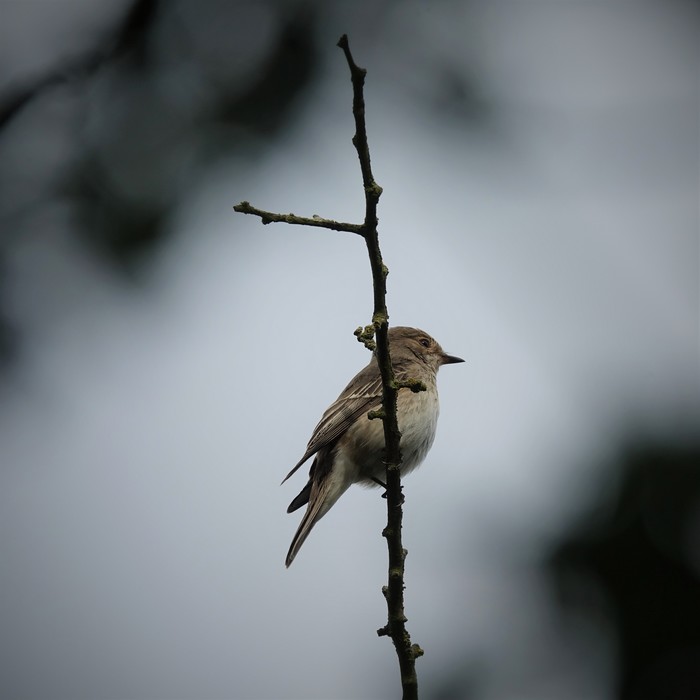 Spotted Flycatcher