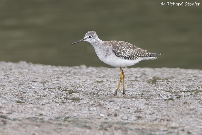 Lesser Yellowlegs